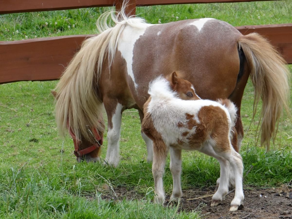 Лоджи Rancho-Bierna Bierna-39