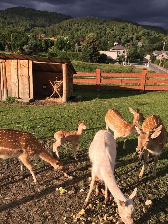 Лоджи Rancho-Bierna Bierna-41
